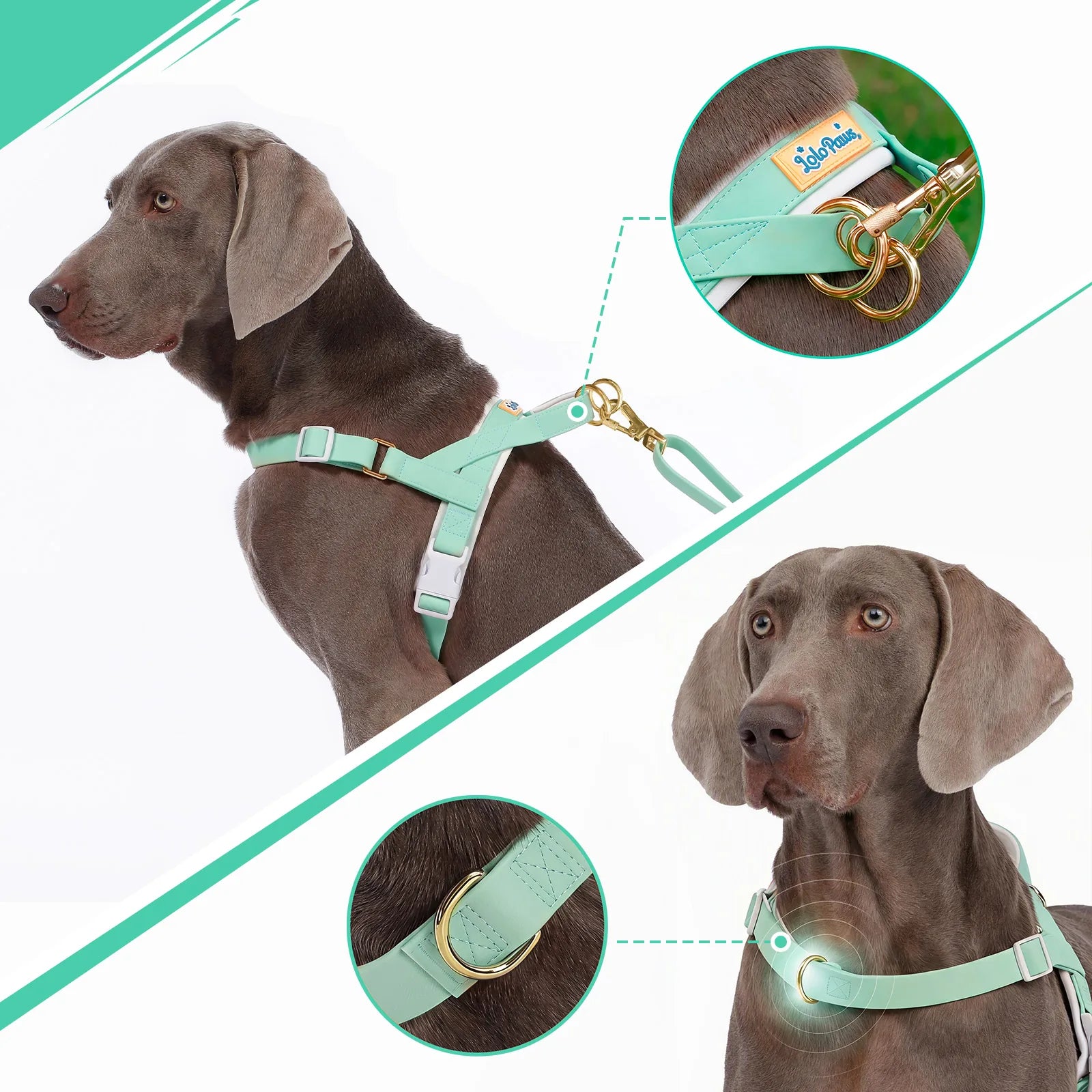 Front and back D-ring connection points on a Pistachio no-pull dog harness for strong dogs