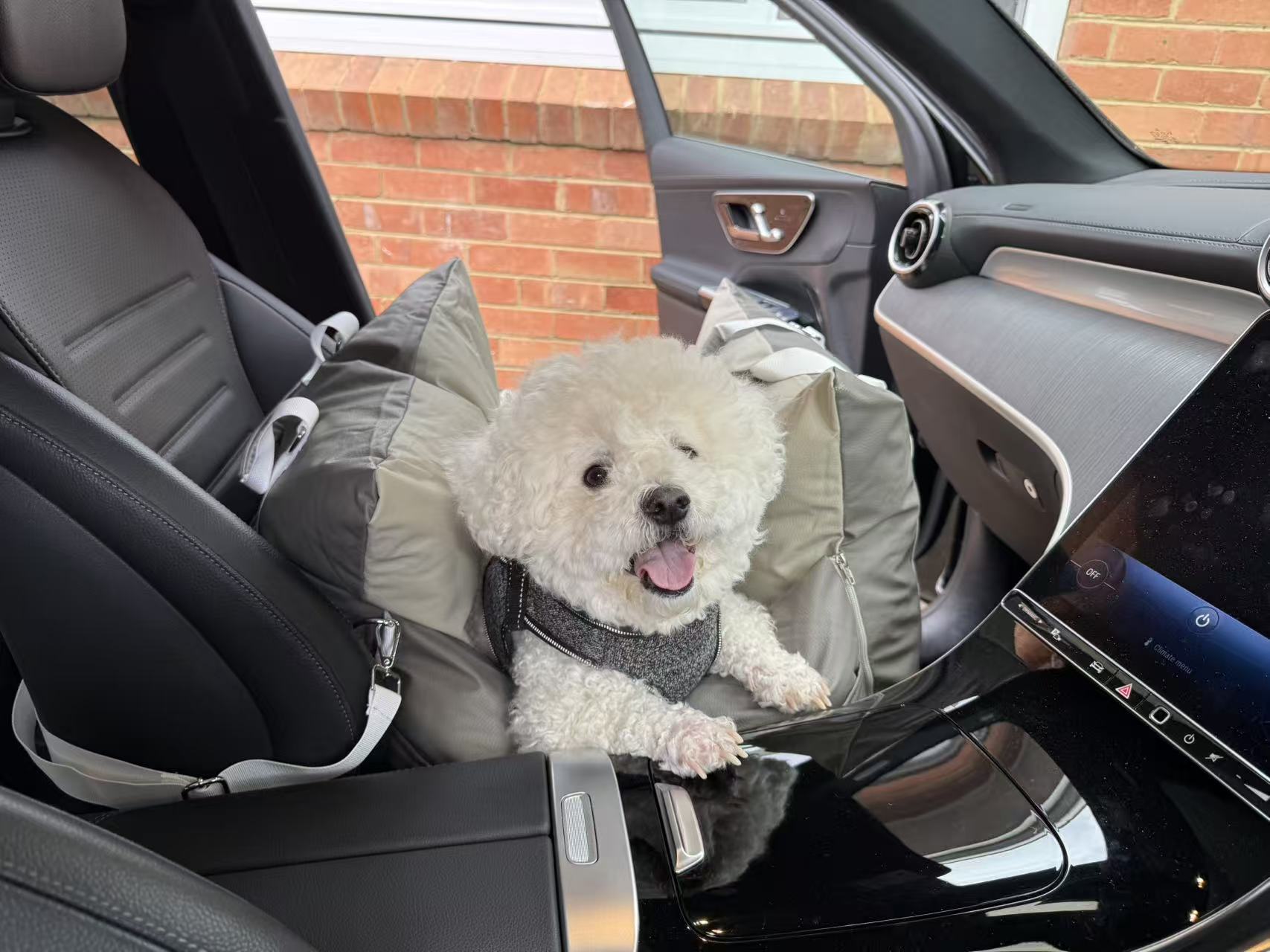 White fluffy dog sitting in the LoloPaws Travel Series car seat, secured in the back seat of a car for a road trip