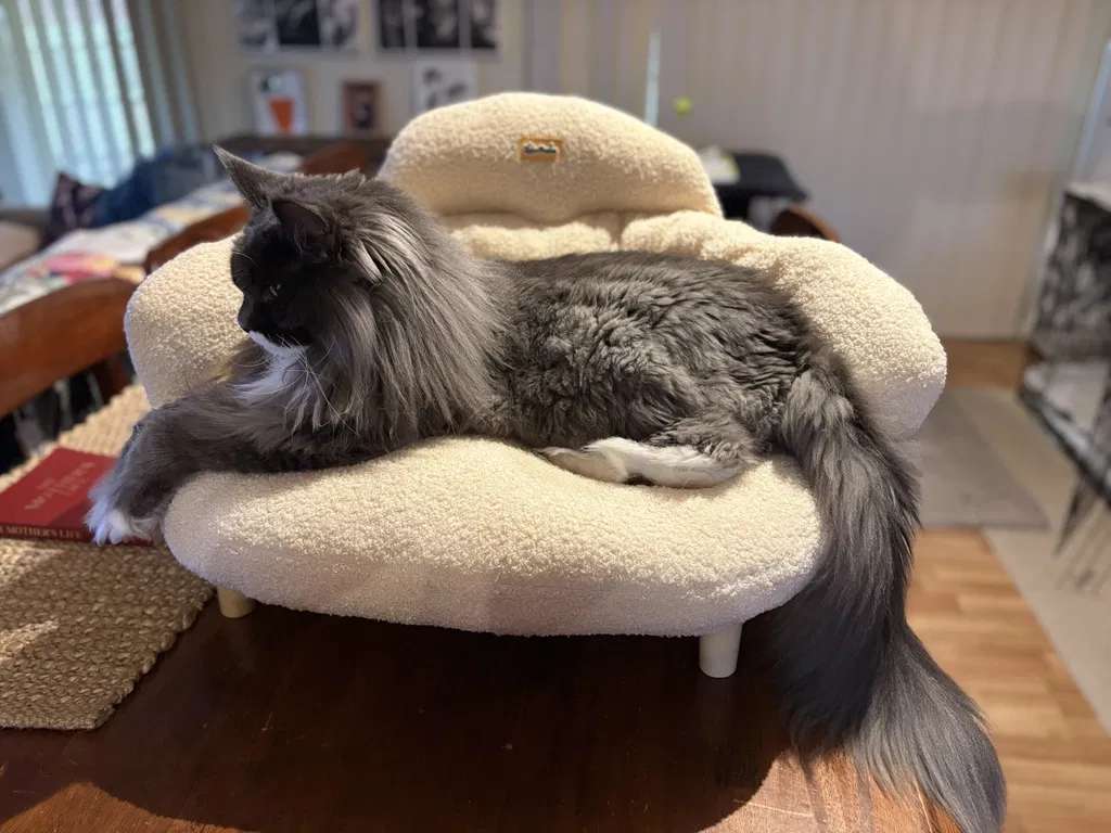 How to Remove Pet Hair from Couch