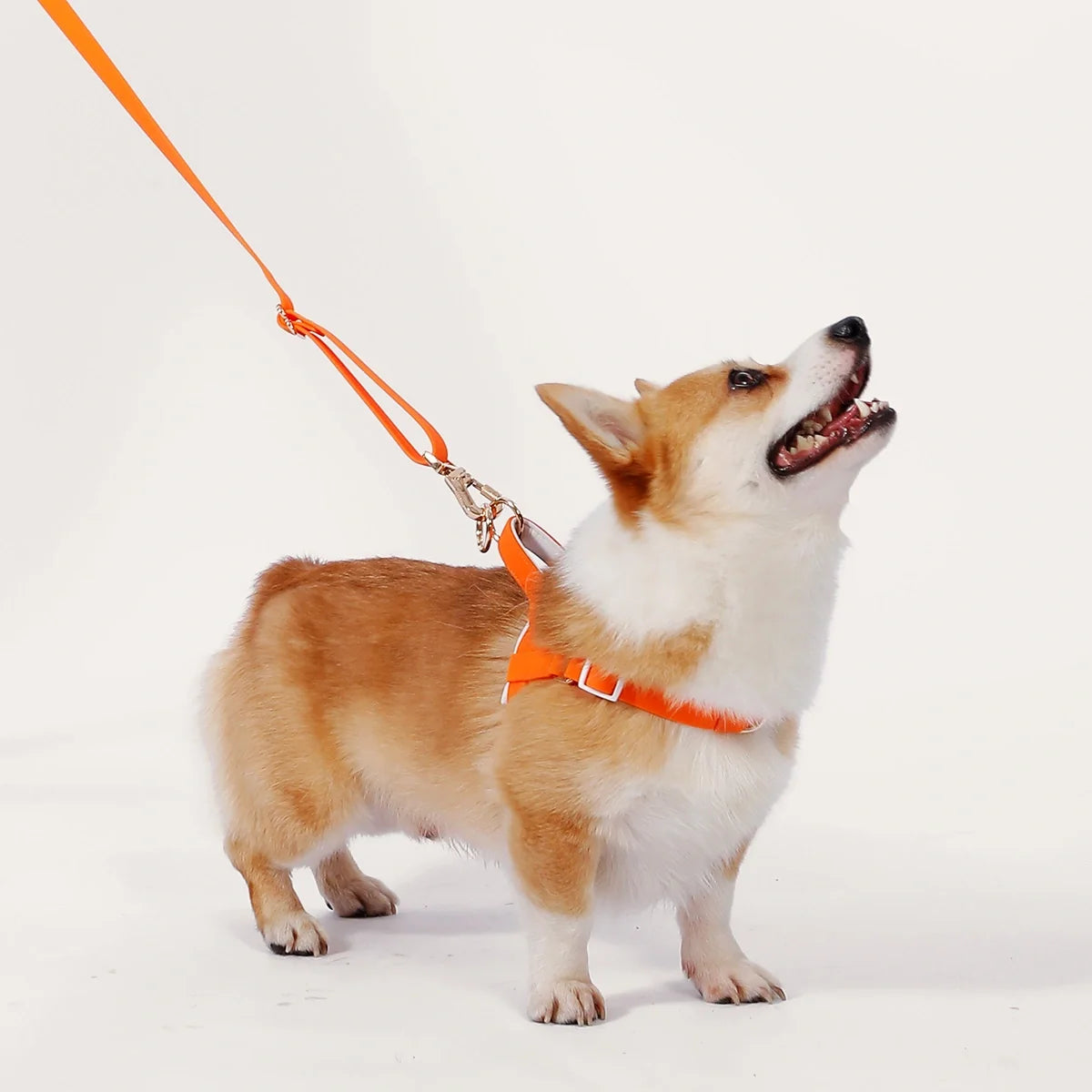 Corgi wearing lolopaws orange dog harness connected to a matching leash