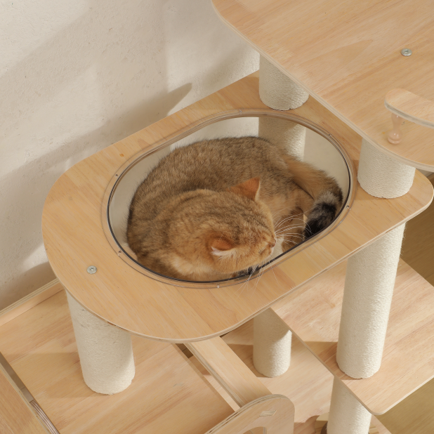 Are Plywood Cat Trees Better for Large Cats? (Maine Coon & Ragdoll Guide)