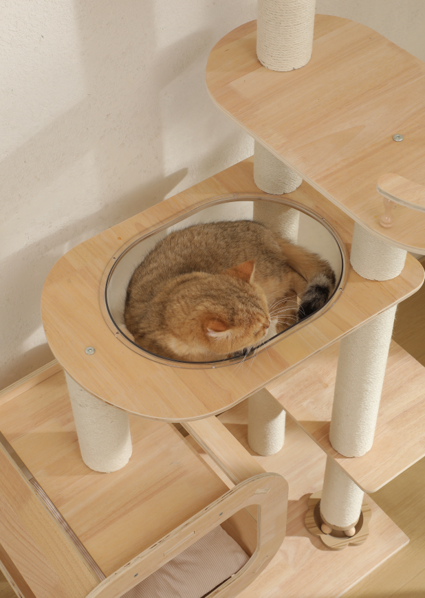 Are Plywood Cat Trees Better for Large Cats? (Maine Coon & Ragdoll Guide)