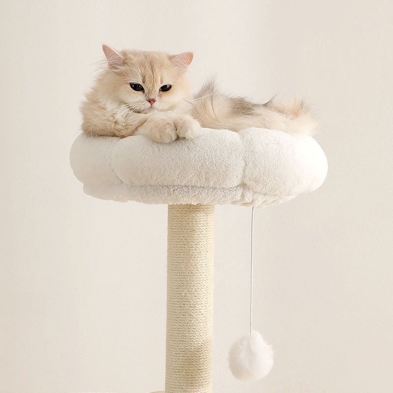Why Your Cat Needs a High Perch: The Science of Vertical Territory