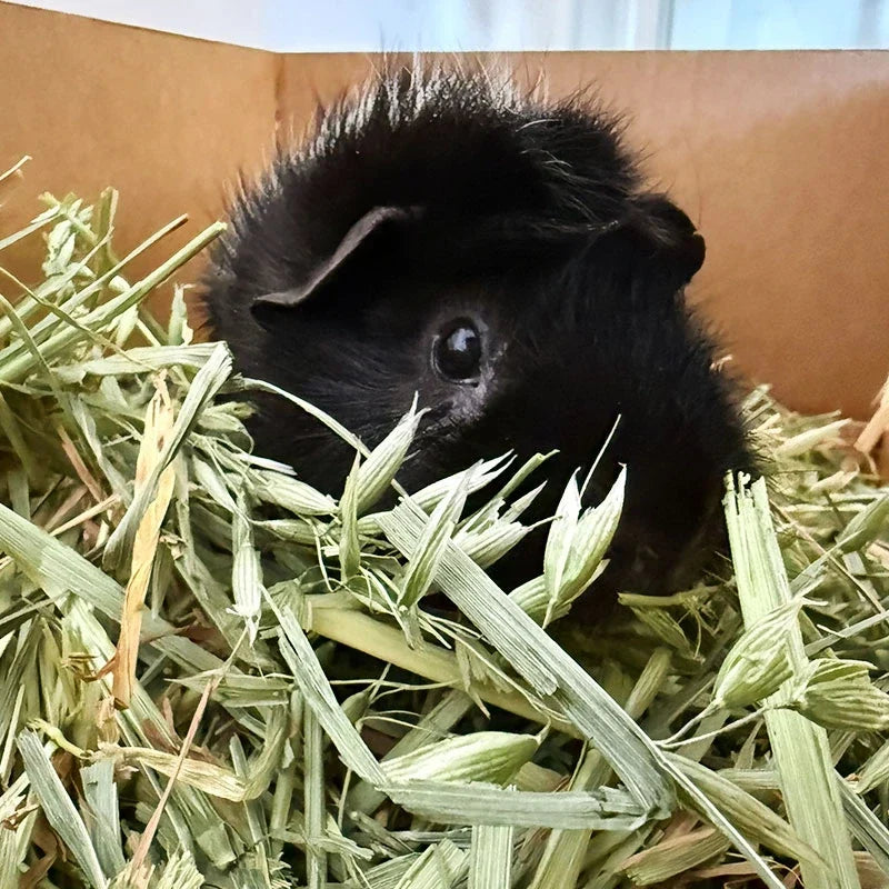Guinea pig eating fresh oaten hay in Australia