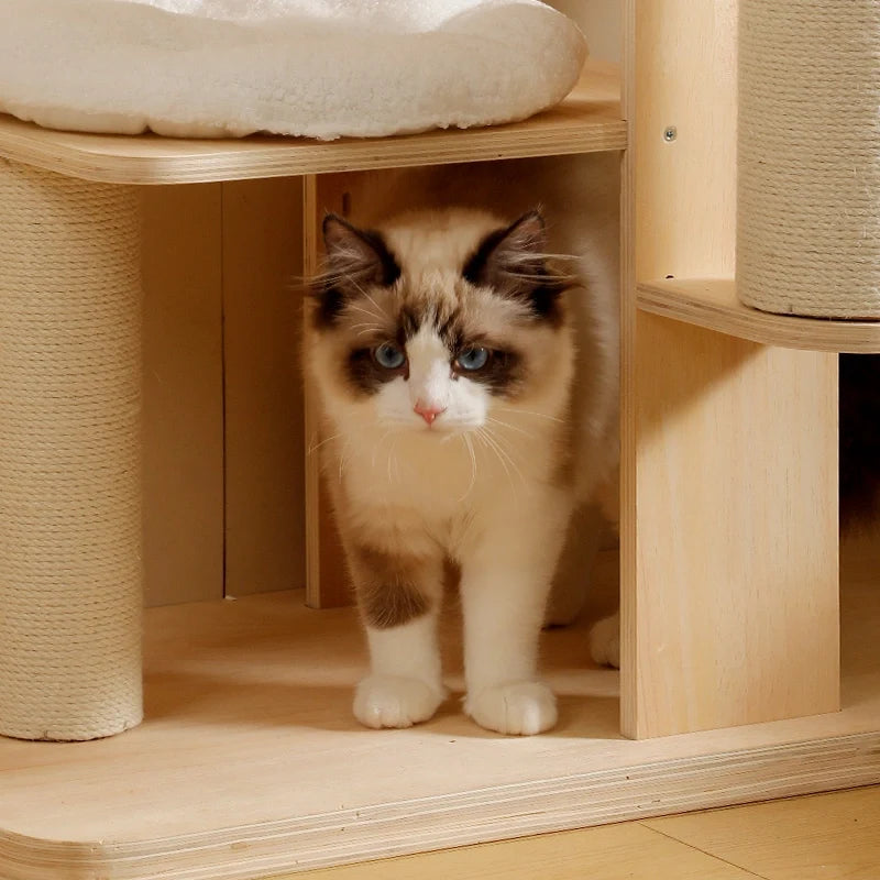 Ragdoll kitten exploring a LOLOPAWS wooden cat tree with sisal scratching posts and a cosy resting platform.