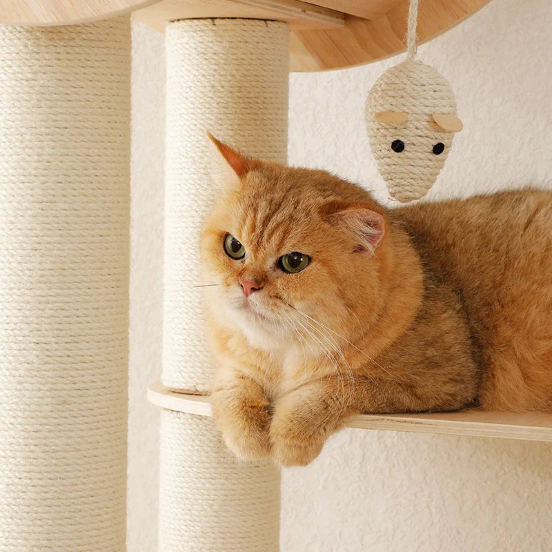 Where Should You Put a Cat Tree