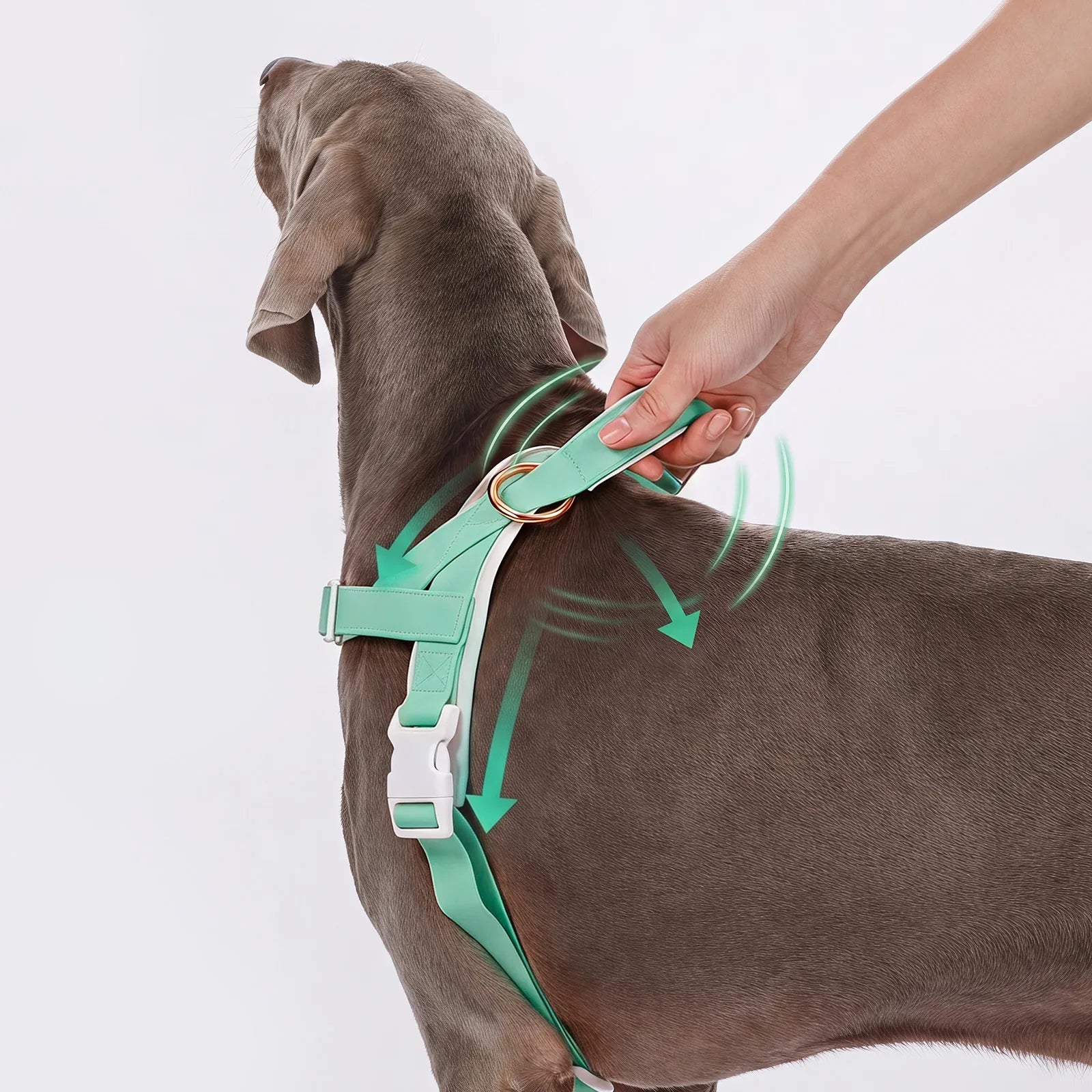 LoloPaws pistachio waterproof dog harness detail view