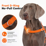 Dog wearing LoloPaws orange no-pull harness with front D-ring for lead attachment