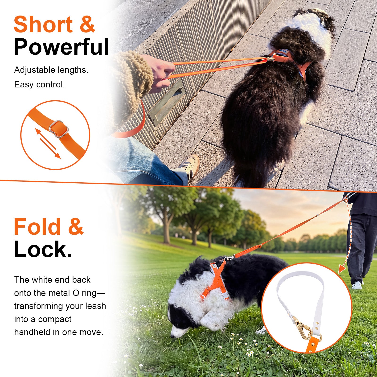 Dog walking on LoloPaws orange leash in short handheld mode and converted hands-free mode outdoors