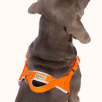lolopaws Orange dog harness