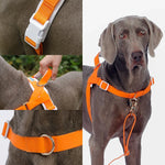 Waterproof dog harness and leash walk kit