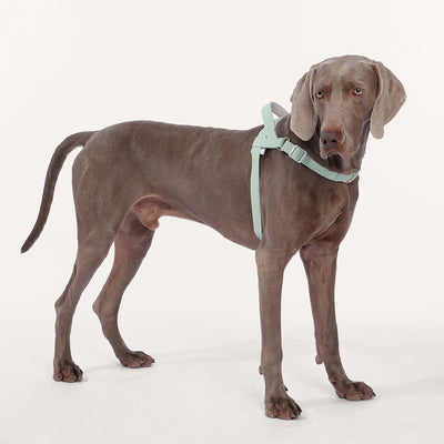 L size harness