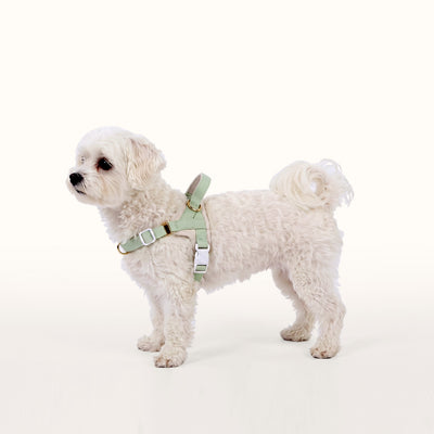 XS size harness