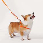 A dog wearing a LOLOPAWS leash