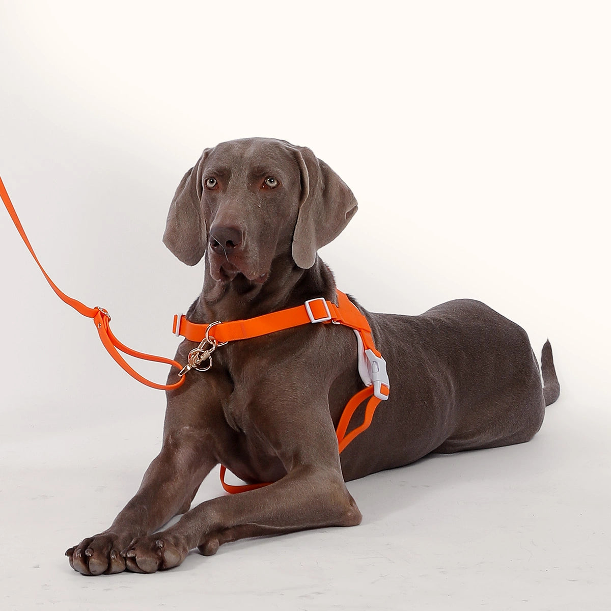 A dog is on a leash