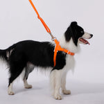A dog wearing a LOLOPAWS leash