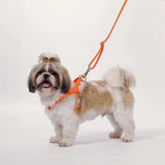 A dog wearing a LOLOPAWS leash