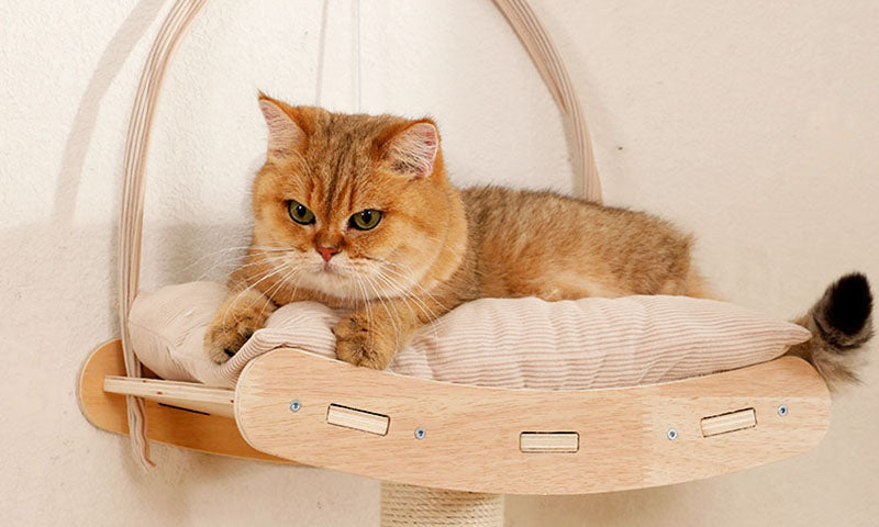 Fluffy golden cat with green eyes lying on a beige cushioned wooden wall-mounted perch against a light wall