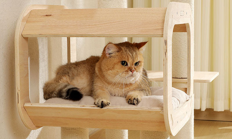 Golden British Shorthair cat relaxing on a light wood cushioned platform of a modern cat tree near a curtain backdrop