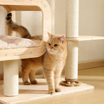 Light birch wooden cat tower base with sisal-wrapped posts and cushioned hideaway, orange cat standing nearby