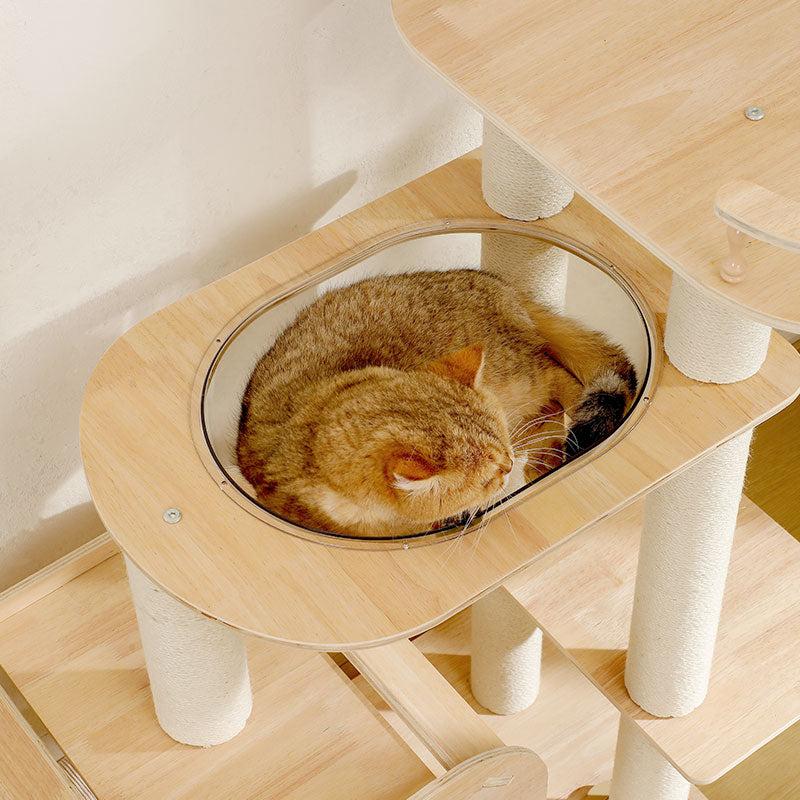 Tabby cat curled up inside a round clear bubble attached to a light wood cat tree platform in soft lighting