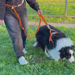 Orange Waterproof Dog Harness