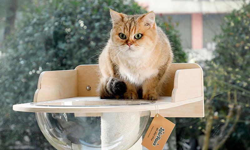 Light brown cat sitting on a clear bubble perch attached to a light wooden platform with trees visible outside a window