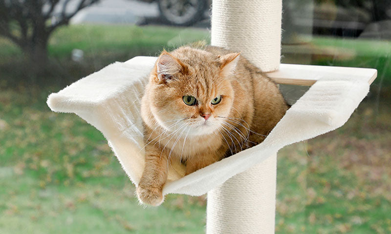 Golden tabby cat lounging on a soft cream hammock attached to a vertical sisal-wrapped post by a window.