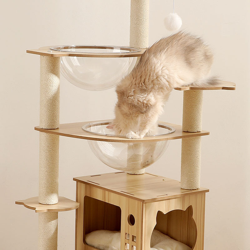 Fluffy cat exploring a modern wooden cat tree with clear bowls from Lolopaws Australia.
